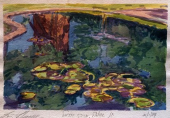 Lily pond